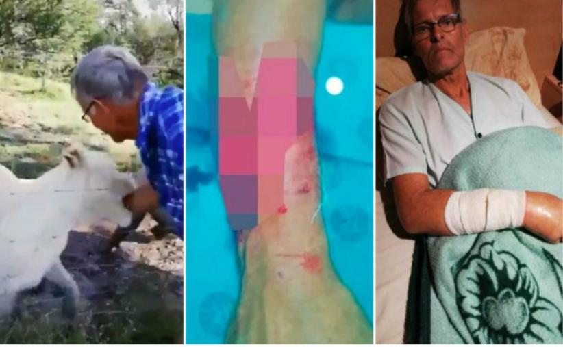 Turista faz carinho em leoa e o pior acontece; veja