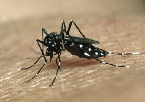 Com medo de coronavírus, Brasil tem alta de 71% em casos de dengue