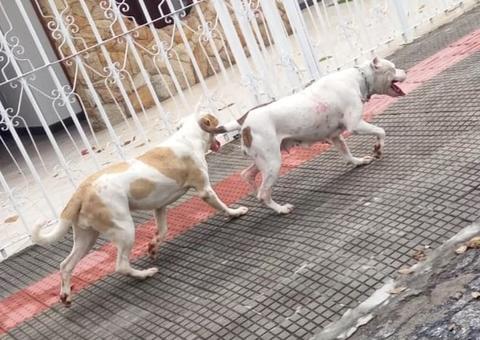Em ataque de fúria pitbulls atacam 4 pessoas em avenida; Um foi baleado