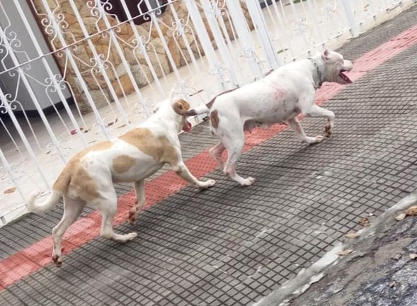 Em ataque de fúria pitbulls atacam 4 pessoas em avenida; Um foi baleado