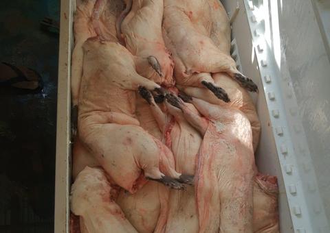 Dupla é presa com 19 peças ilegais de carne de caça em porto no Amazonas 