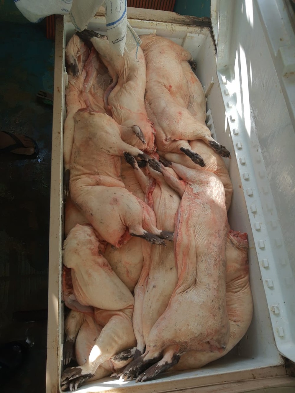 Dupla é presa com 19 peças ilegais de carne de caça em porto no Amazonas 