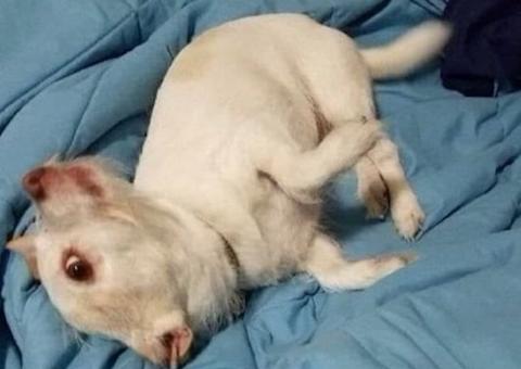 Que animal é? Foto com ilusão de ótica viraliza nas redes sociais