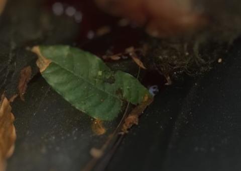 Amordaçado e morto, jovem é jogado de carro na frente de moradores em Manaus