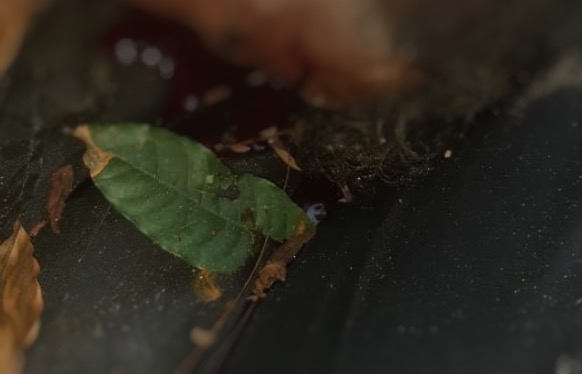 Amordaçado e morto, jovem é jogado de carro na frente de moradores em Manaus