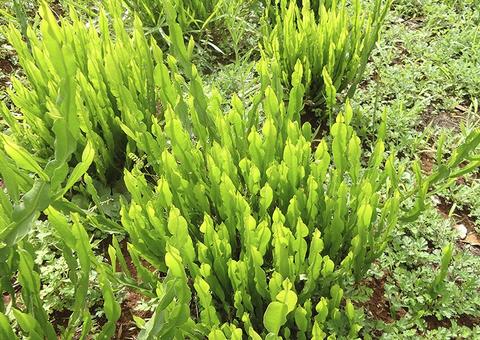 Chá de carqueja combate doenças hepáticas; conheça mais benefícios