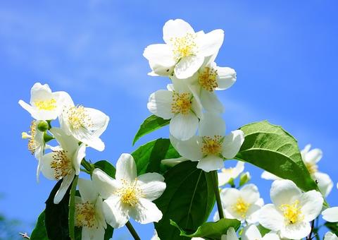 Essência de Jasmin é afrodisíaco natural; conheça benefícios