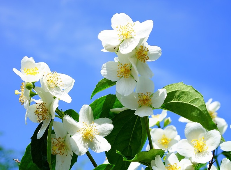 Essência de Jasmin é afrodisíaco natural; conheça benefícios