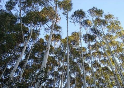 Projeto torna obrigatório destinar 5% de floresta plantada para construção civil