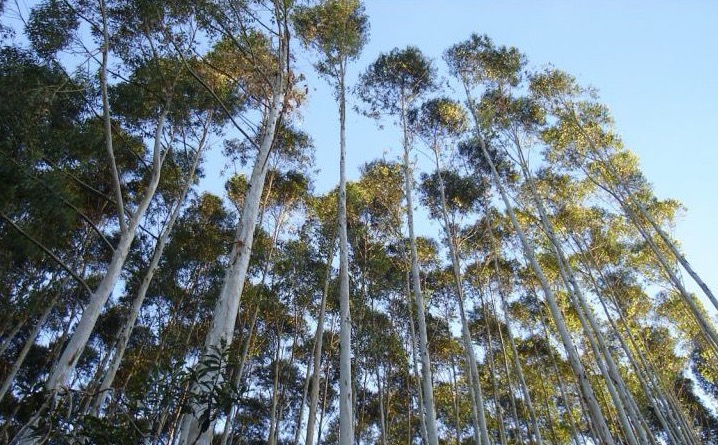 Projeto torna obrigatório destinar 5% de floresta plantada para construção civil