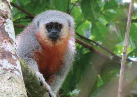 Greenpeace oferta bolsas de mestrado com até R$ 10 mil para projetos na Amazônia