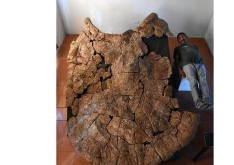 Fóssil de tartaruga pré-histórica do tamanho de carro é descoberto