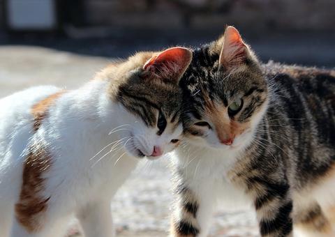 Site para adoção virtual de gatinhos é lançado no Amazonas 