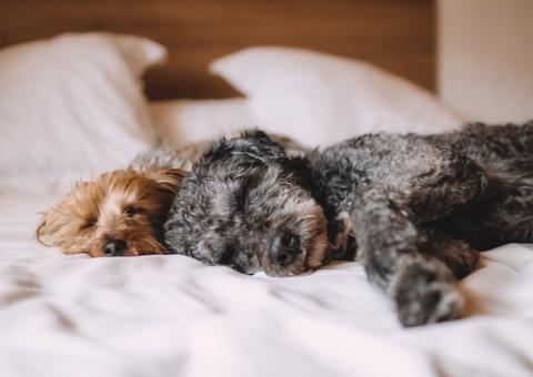 Após vizinha reclamar, juiz determina que mulher tenha no máximo 5 animais em casa