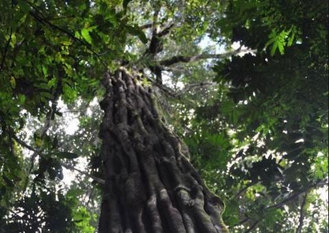 Carapanaúba é aliada contra a malária; saiba mais