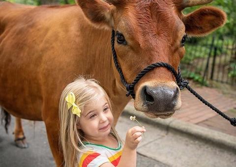 Família adota bezerro e cuida dele como cachorro; conheça Finn
