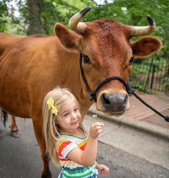 Família adota bezerro e cuida dele como cachorro; conheça Finn