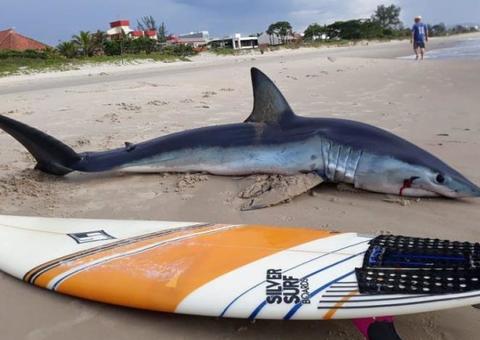 Tubarão-azul de 2 metros encalha e morre na praia no Paraná 