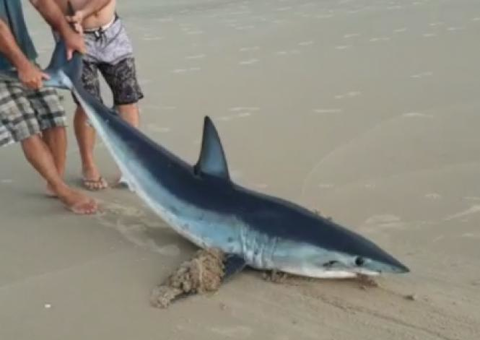 Vídeo mostra homens arrastando tubarão-azul para longe da água; animal morreu após 2h