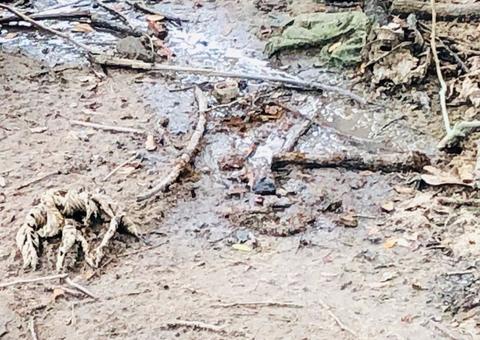 Populares encontram feto em área de mata em Manaus 