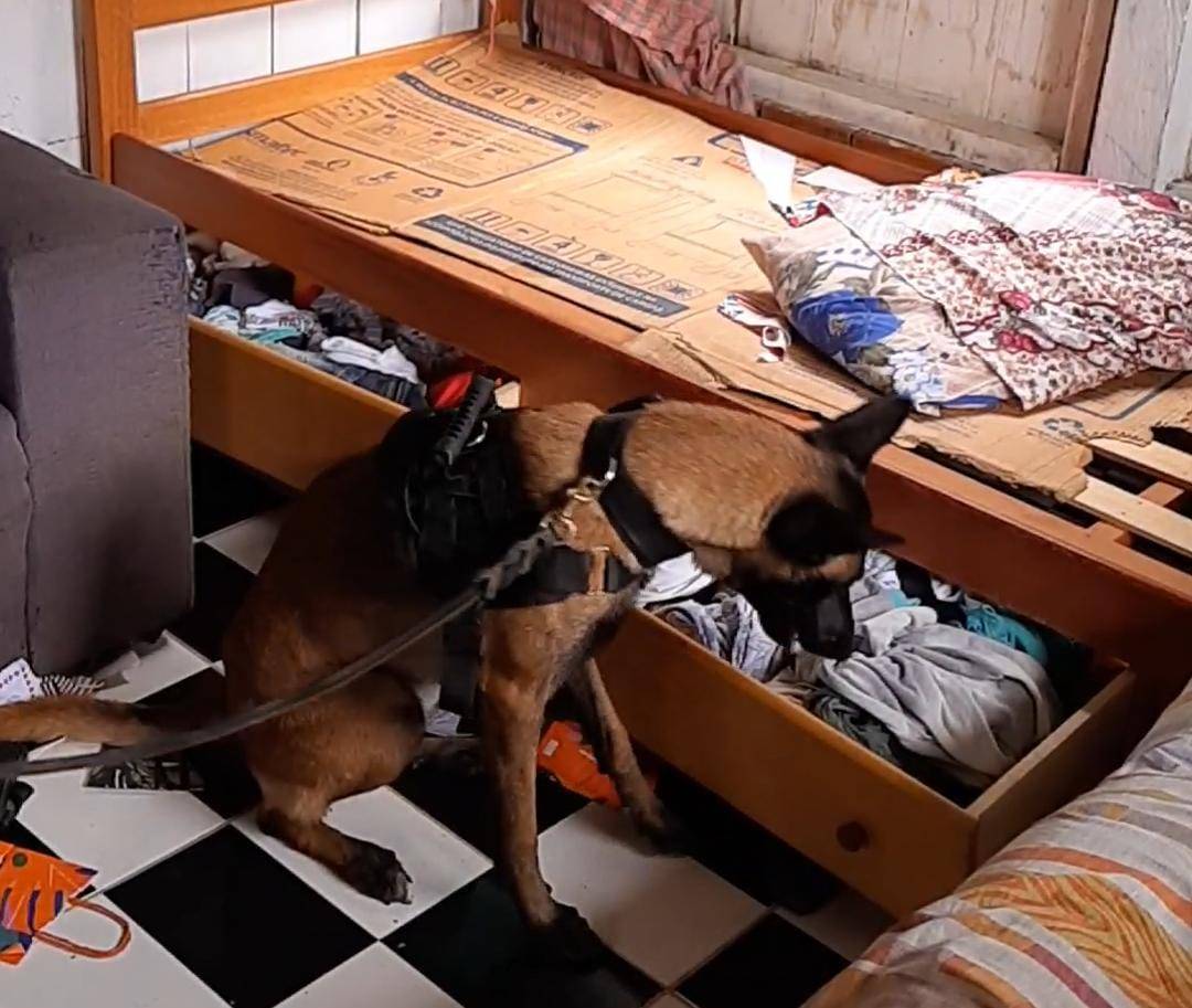 Suspeitos de envolvimento com tráfico de drogas são presos em operação no Amazonas 