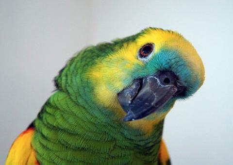 Papagaio some por quatro anos e volta falando espanhol