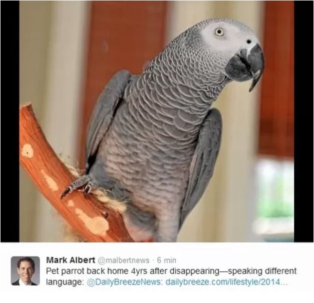 Papagaio some por quatro anos e volta falando espanhol