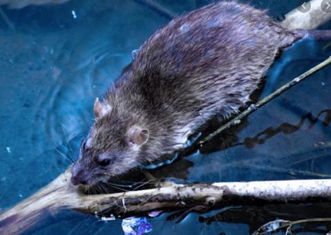 Teste rápido de leptospirose será oferecido pelo SUS