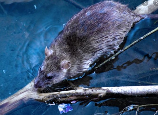 Teste rápido de leptospirose será oferecido pelo SUS