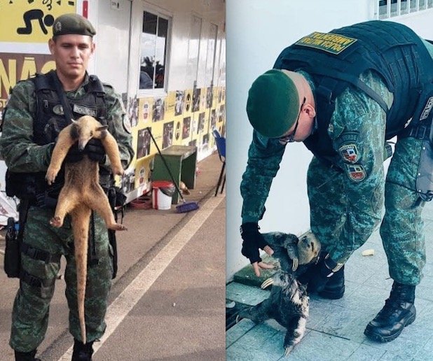 Preguiça e tamanduá são resgatados durante Carnaval em Manaus 
