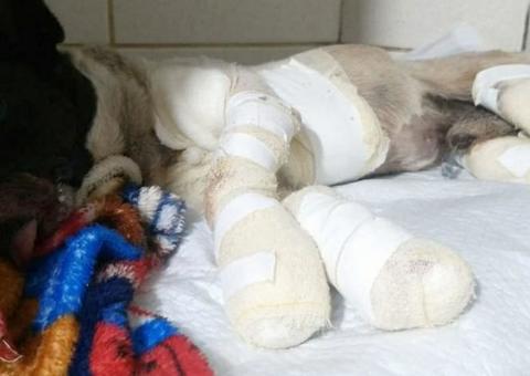 Homem é preso após amarrar cachorro em caminhonete e arrastá-lo por dois quilômetros 