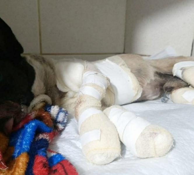 Homem é preso após amarrar cachorro em caminhonete e arrastá-lo por dois quilômetros 