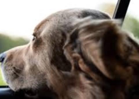 Cão fica em quarentena após suspeita de coronavírus