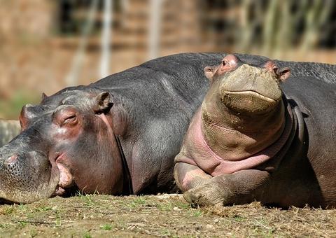 Netflix anuncia filme bizarro sobre os hipopótamos de Pablo Escobar; entenda