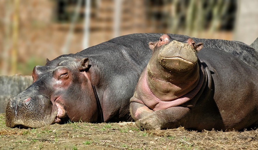 Netflix anuncia filme bizarro sobre os hipopótamos de Pablo Escobar; entenda