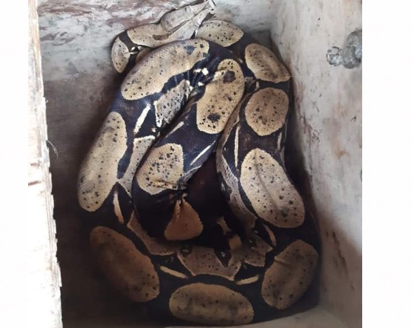 Em Manaus, família leva susto ao encontrar cobra de dois metros dentro de casa