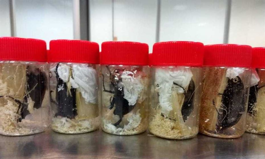 Homem é preso ao tentar embarcar com besouros vivos em avião