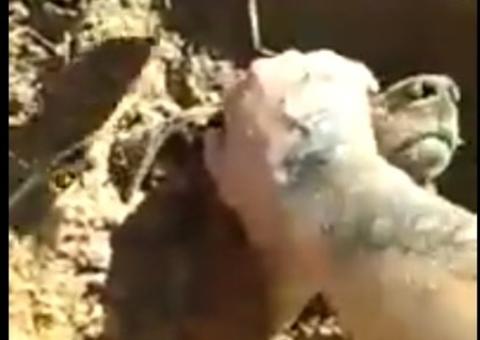 Vídeo mostra cachorro sendo resgatado vivo após ser enterrado em cova 