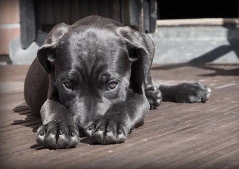 BO de maus-tratos contra animais pode ser registrado online no Amazonas