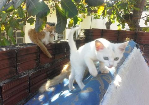 Mulher é multada em R$ 12 mil após mudar de estado e abandonar gatos