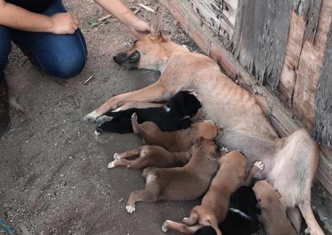 Animais abandonados durante desocupação do Monte Horebe são resgatados 