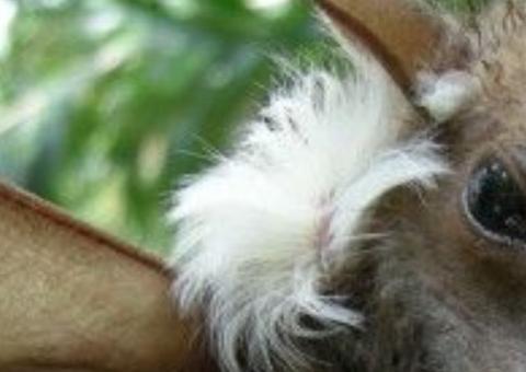 Conheça o ‘cachorro com asas’, criatura bizarra ameaçada de extinção