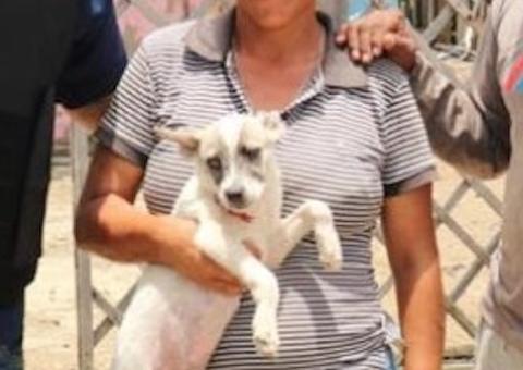 Animais resgatados do Monte Horebe precisam de lar temporário ou adoção