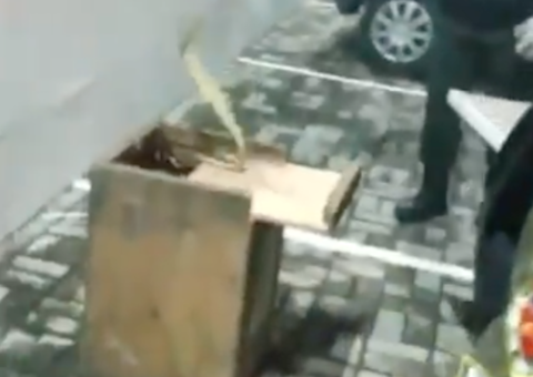 Cobra jararaca é capturada em estacionamento de sorveteria em Manaus 