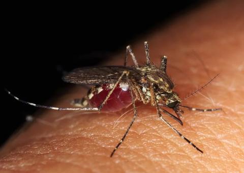 Manaus registra aumento de 68% nos casos de dengue; 12 bairros vulneráveis
