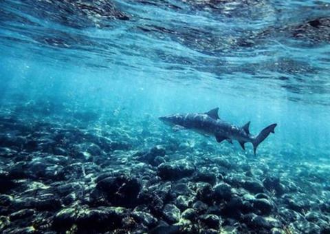 Turista é mordida por tubarão em Fernando de Noronha
