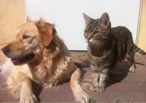 'CarnavAU Pet’ oferece atendimento gratuito para cães e gatos em Manaus