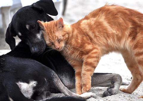 Veja quais doenças humanos e animais tem em comum