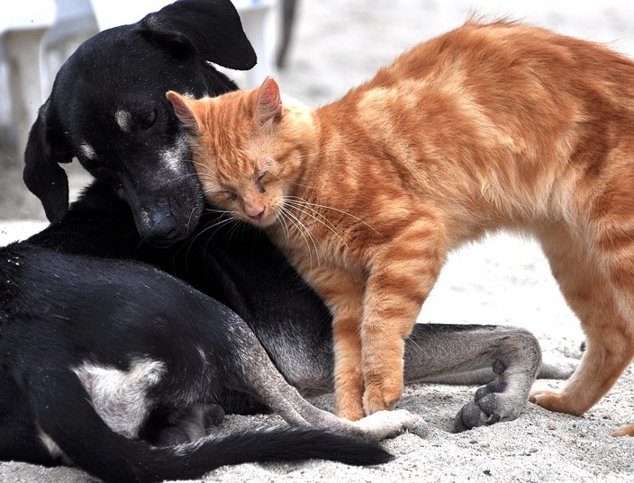 Veja quais doenças humanos e animais tem em comum