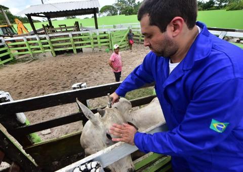 Campanha de vacinação contra febre aftosa no Amazonas inicia na próxima semana 